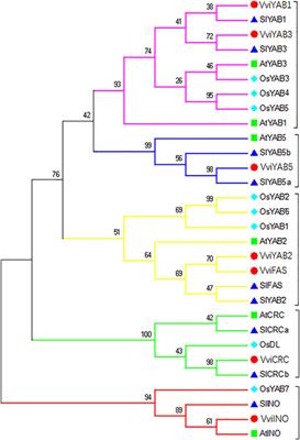 Genome-Wide Identification and Expression Analysis of VviYABs Family Reveal Its Potential Functions in the Developmental Switch and Stresses Response During Grapevine Development